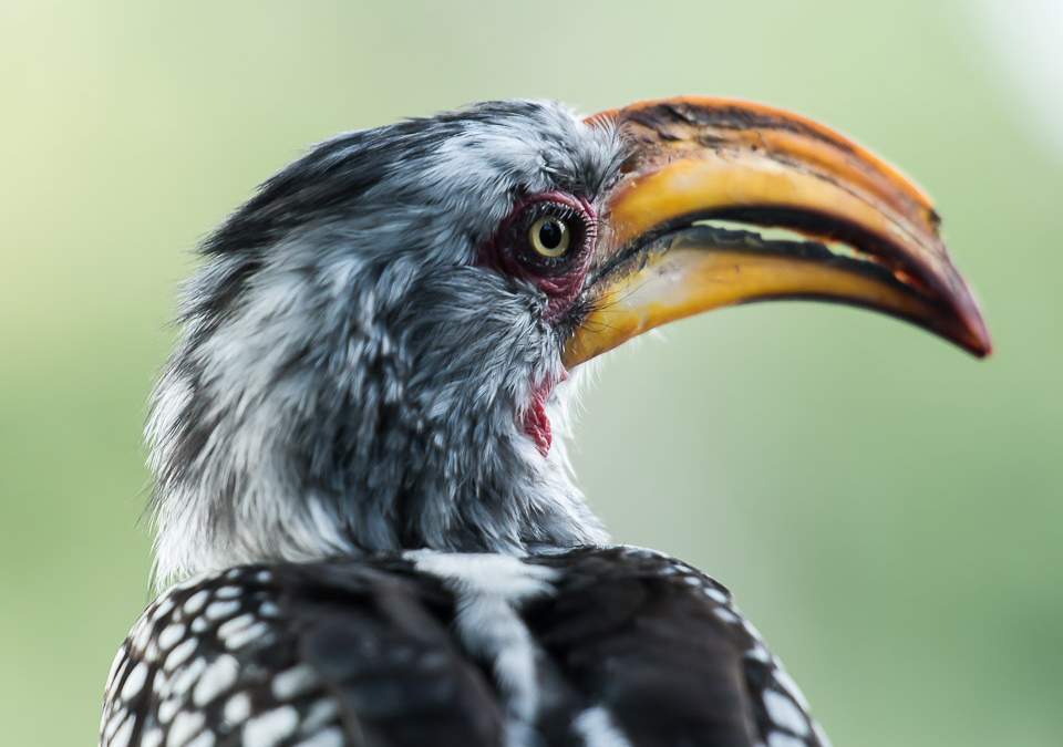 Southern Yellow-billed Hornbill