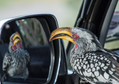 Southern Yellow-billed Hornbill not happy with the reflection