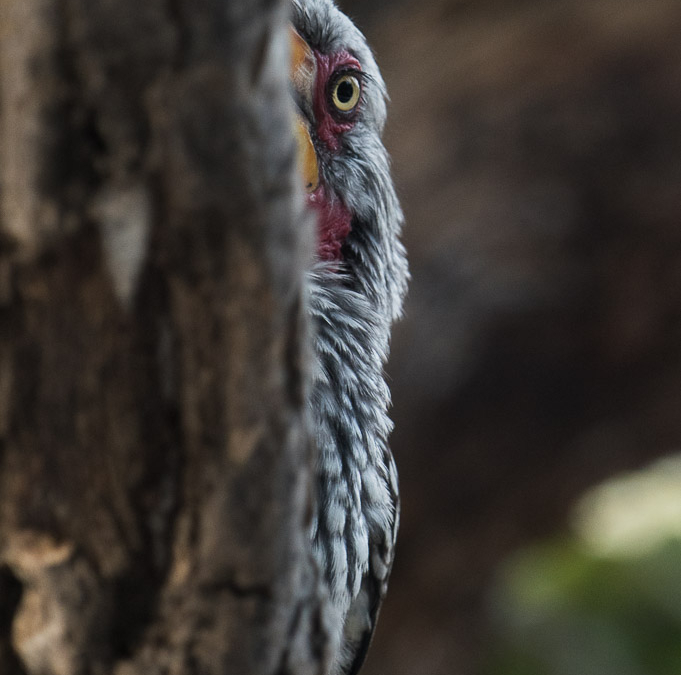 Southern Yellow-billed Hornbill hiding behind a tree