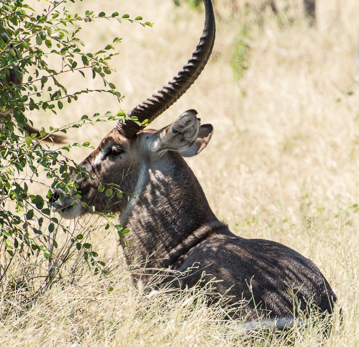 Waterbuck