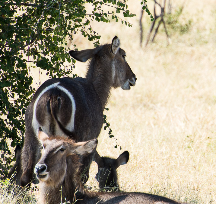 Waterbucks