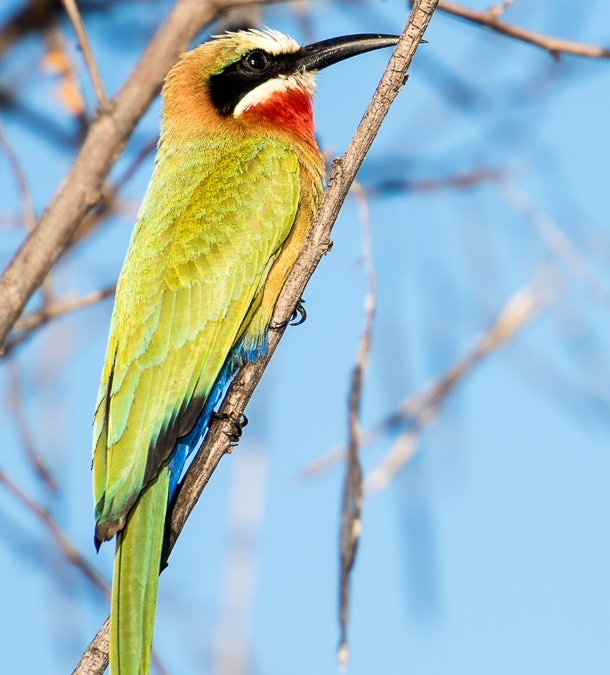 White-fronted Bee-eater