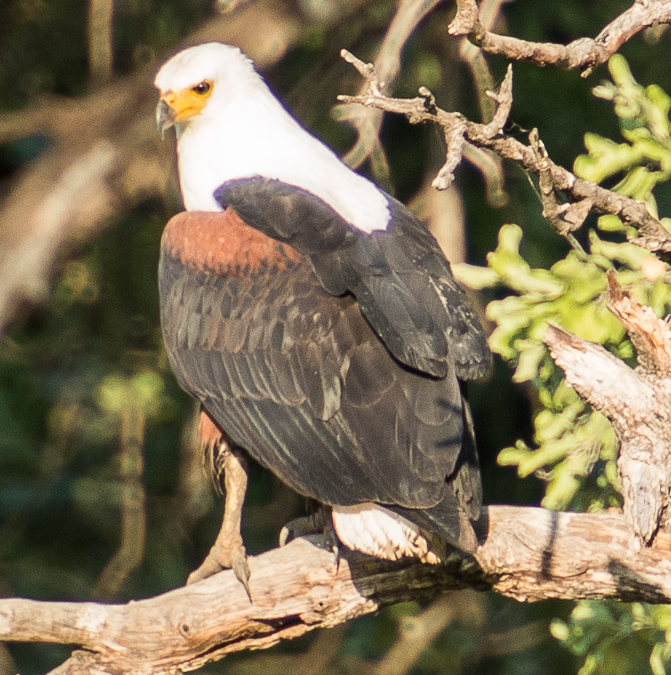 African Fish Eagle