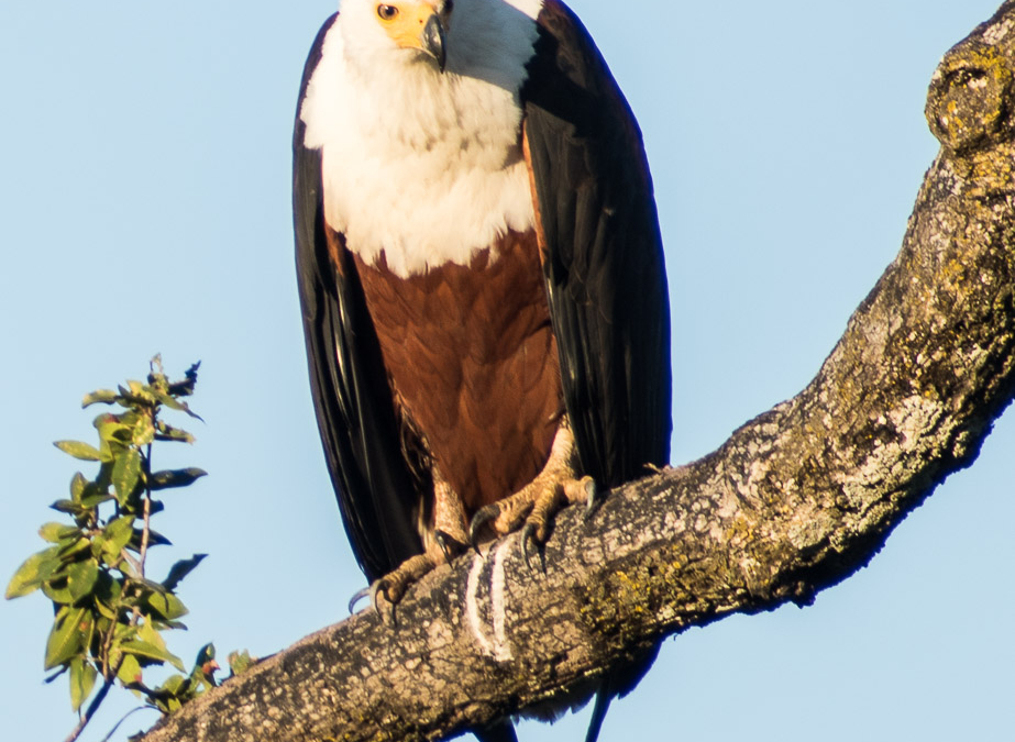 African Fish Eagle