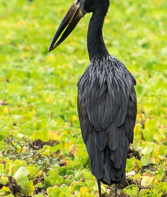 African Openbill