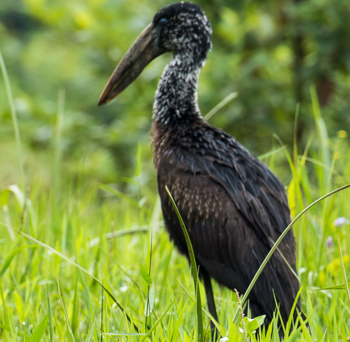 African Openbill
