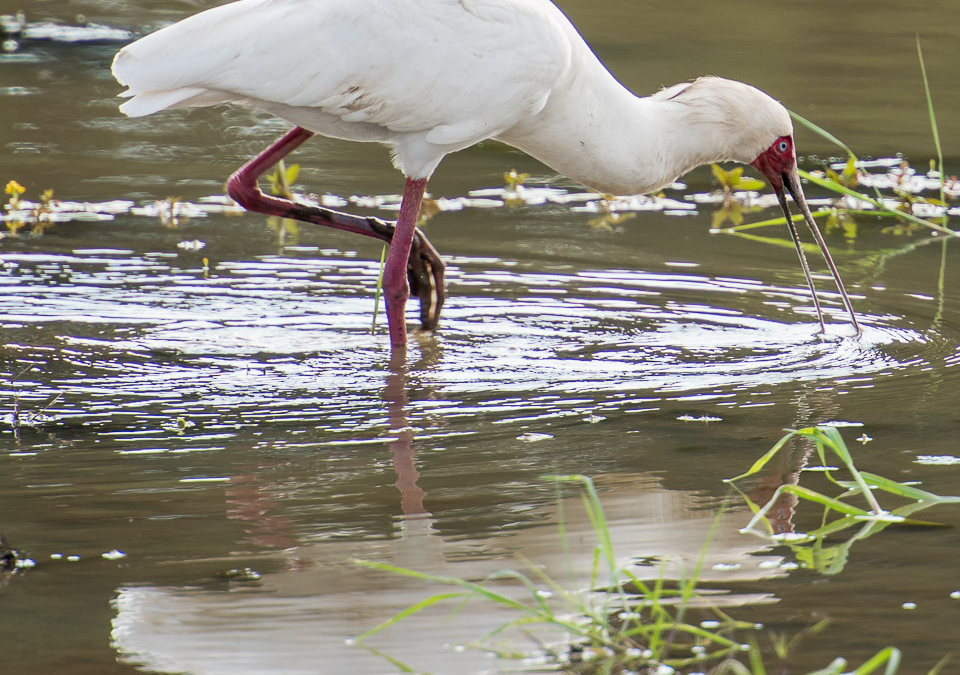 African Spoonbill