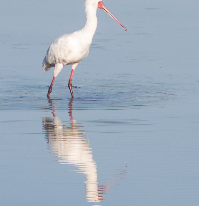 African Spoonbill