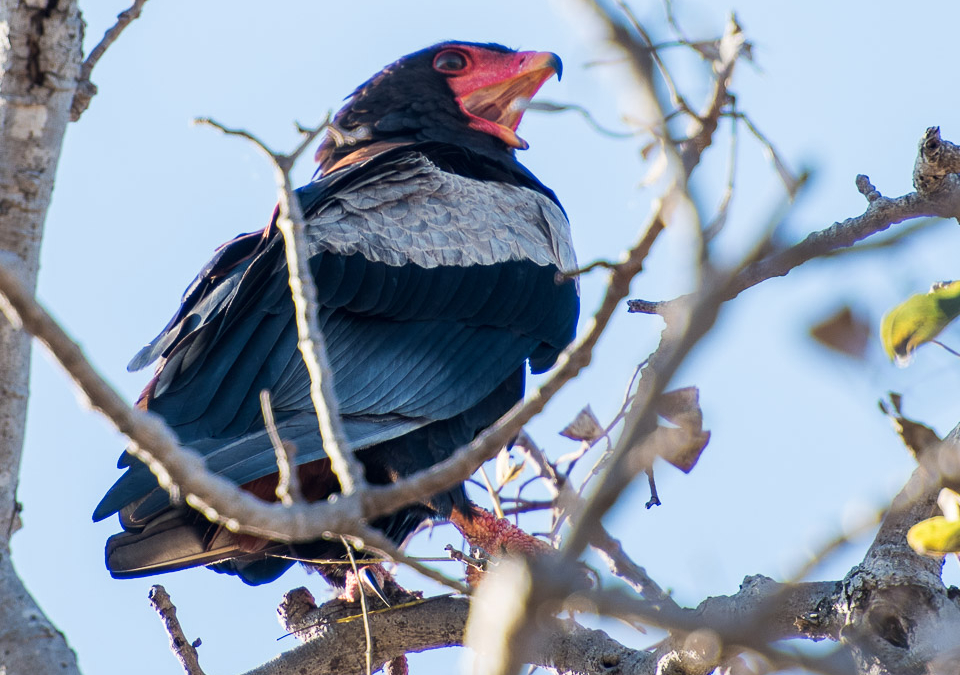 Bateleur