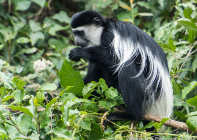 Black-and-White Colobus Monkey