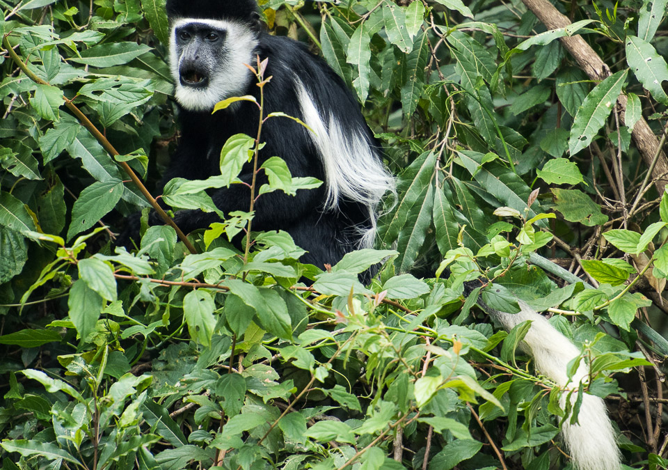 Black-and-White Colobus Monkey