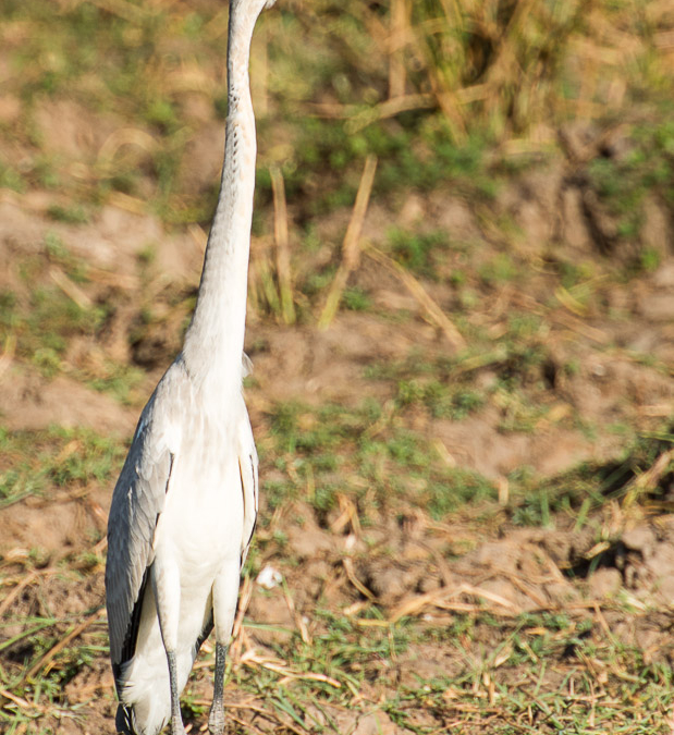 Black-headed Heron