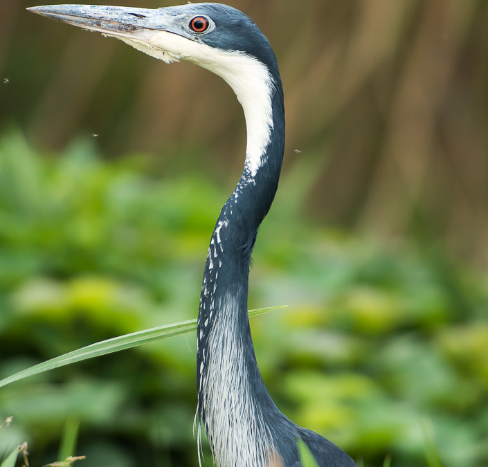 Black-headed Heron
