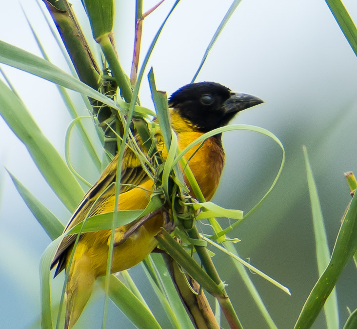 Black-headed Weaver