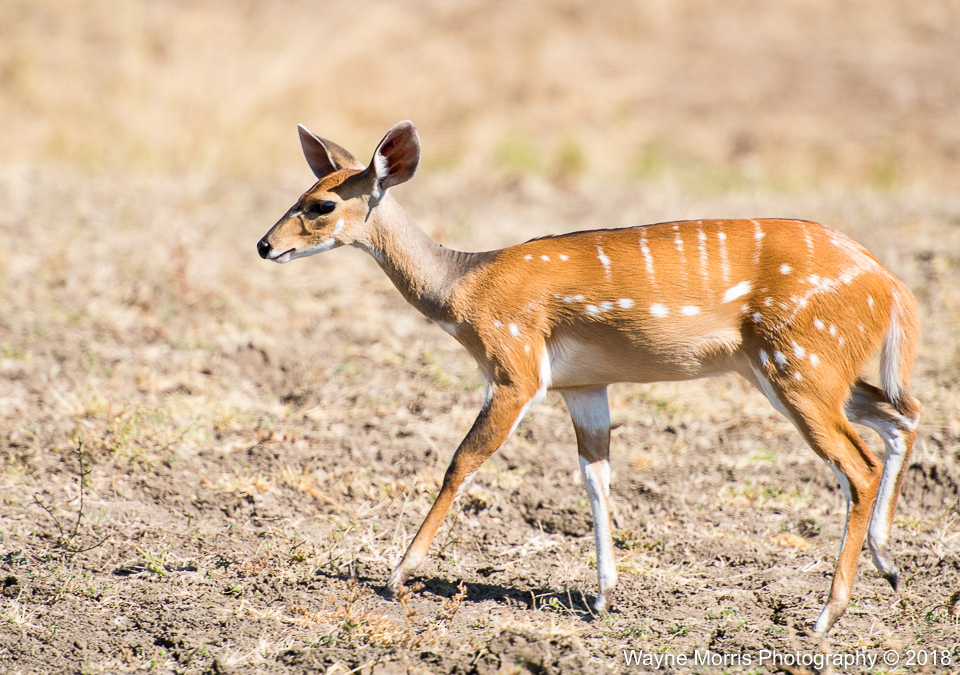 Bushbuck