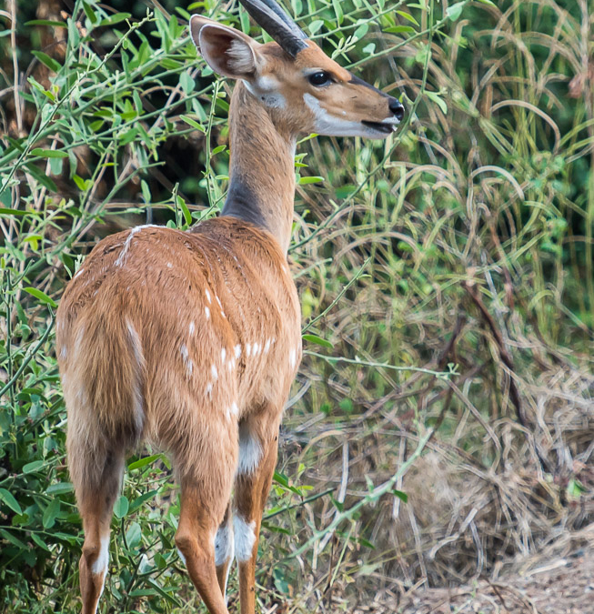Bushbuck