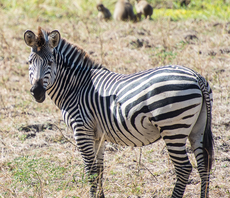 Crawshay’s Zebra