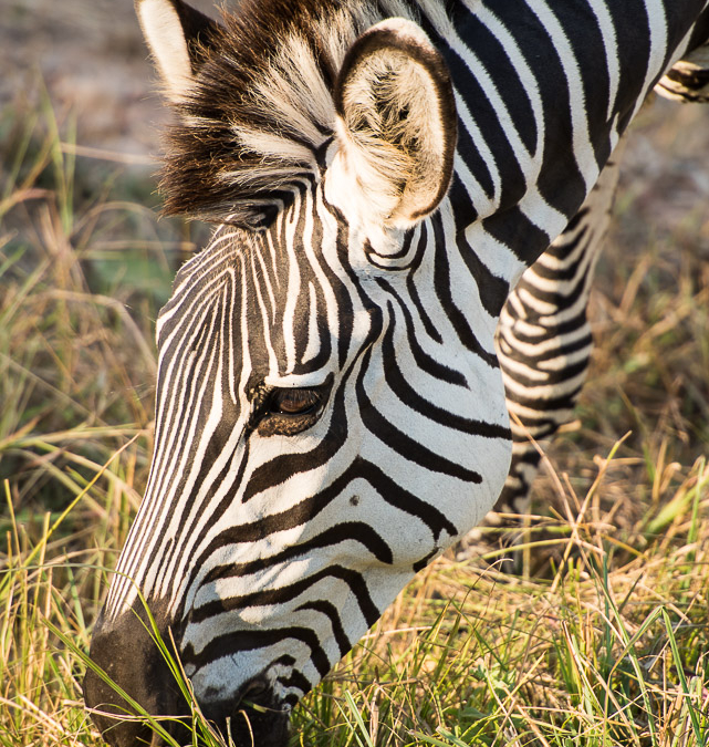 Crawshay’s Zebra