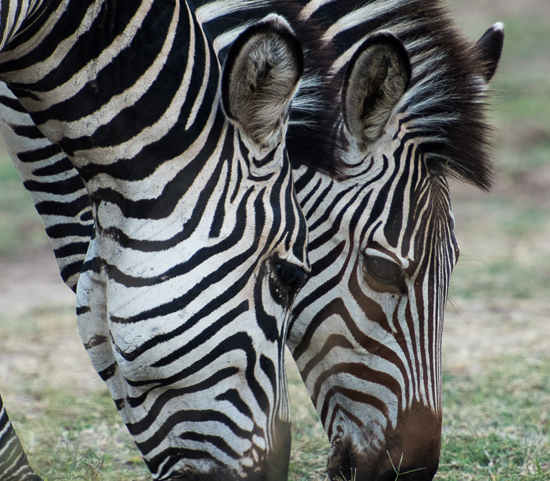 Crawshay’s Zebras