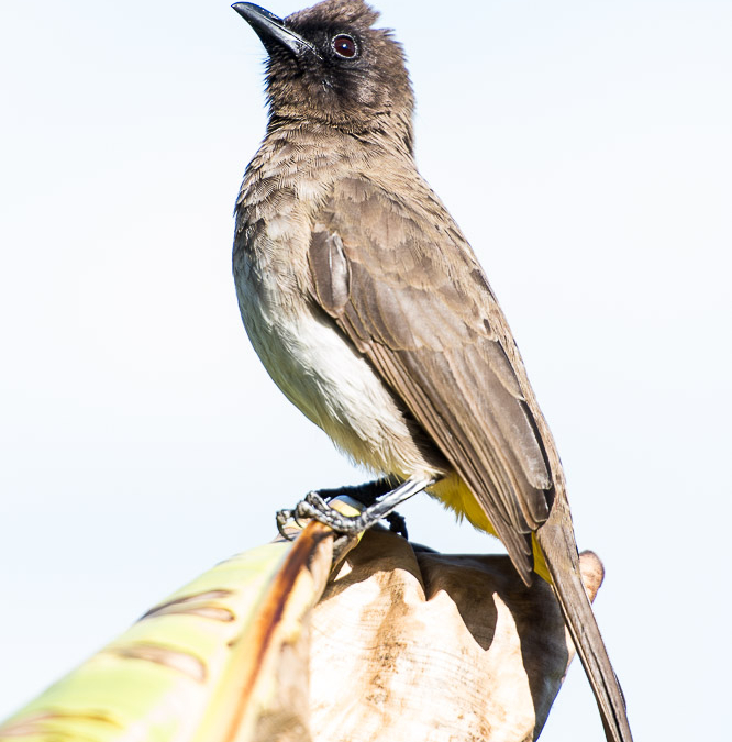 Bird of Lake Bunyonyi