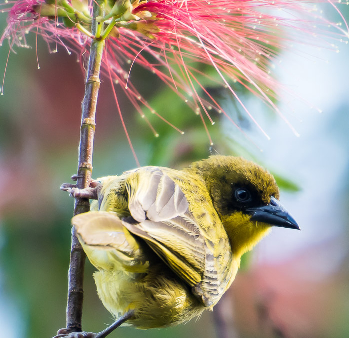 Bird of Lake Bunyonyi