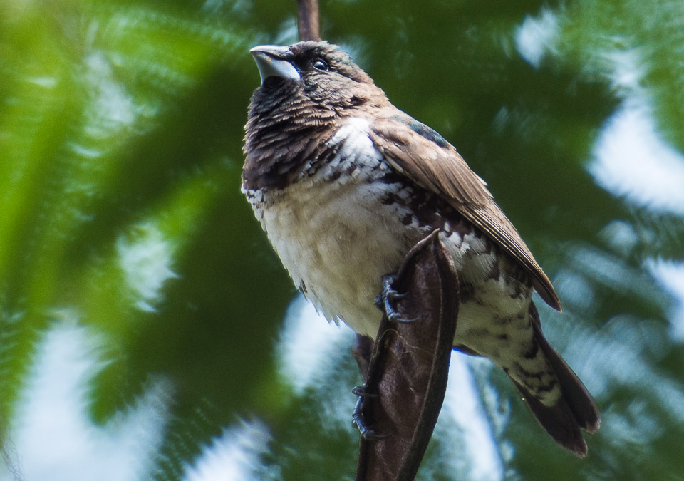 Bird of Lake Bunyonyi