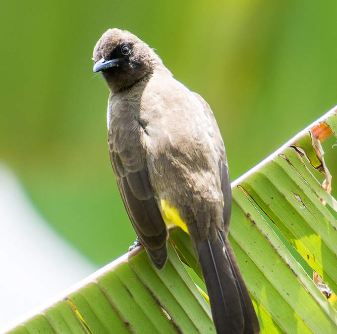 Bird of Lake Bunyonyi