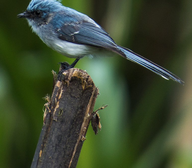 White-tailed Blue Flycatcher