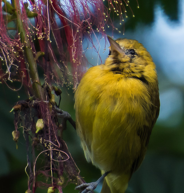 Slender-billed Weaver