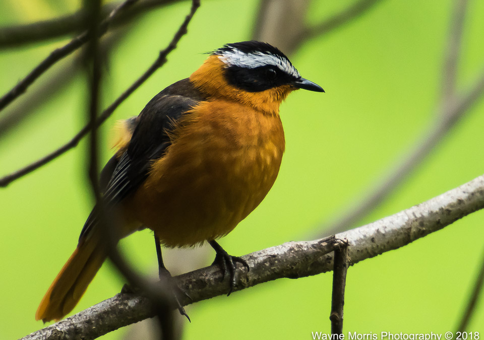 White-browed Robin-chat