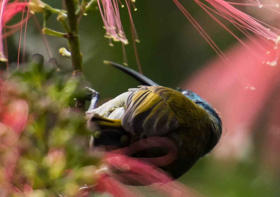 Bird of Lake Bunyonyi