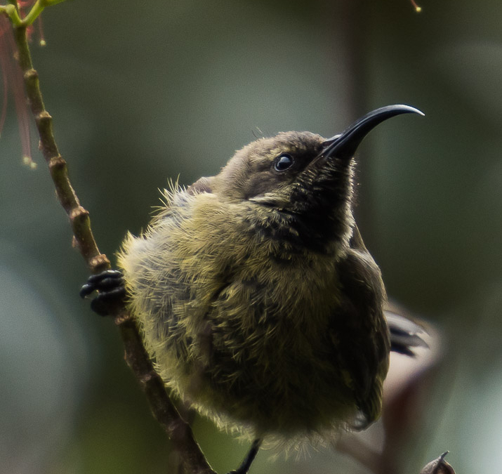 Bird of Lake Bunyonyi