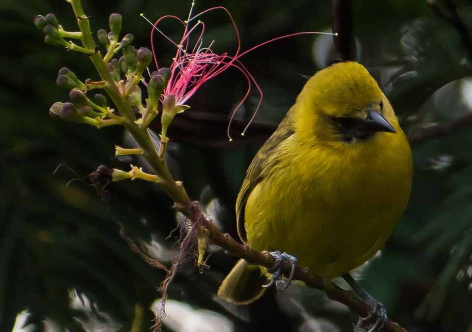 Slender-billed Weaver