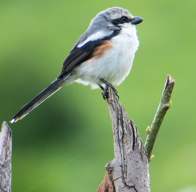 Mackinnon’s Shrike