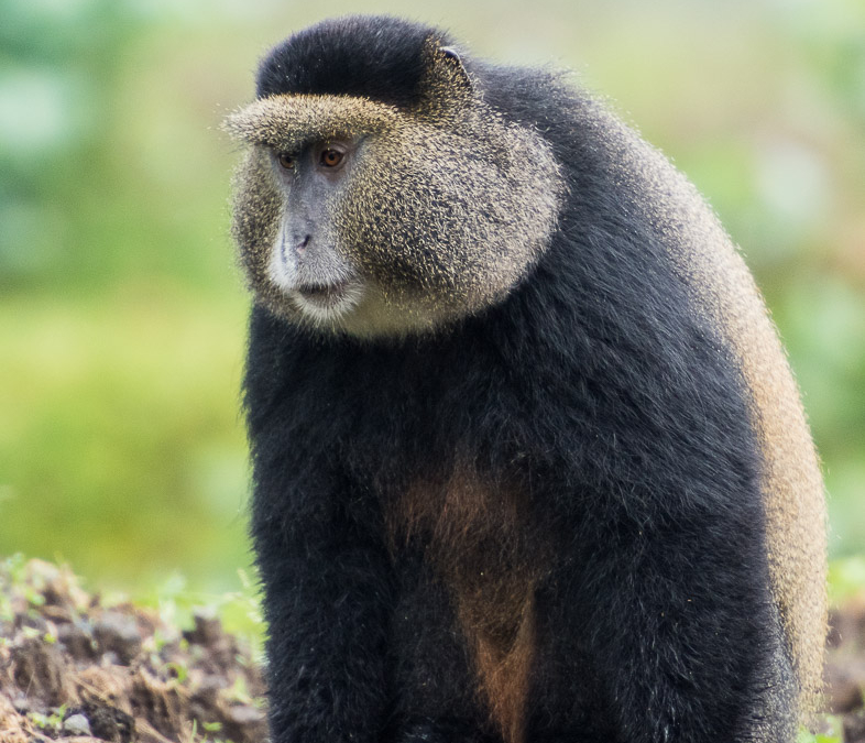 Golden monkey looking for potatoes