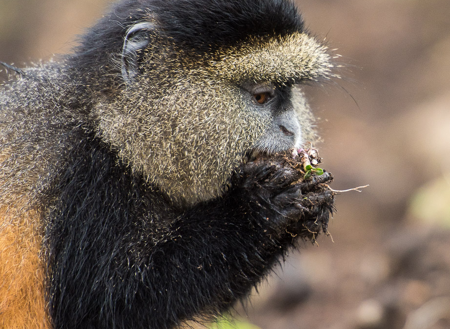 Enjoying a mid morning potato snack