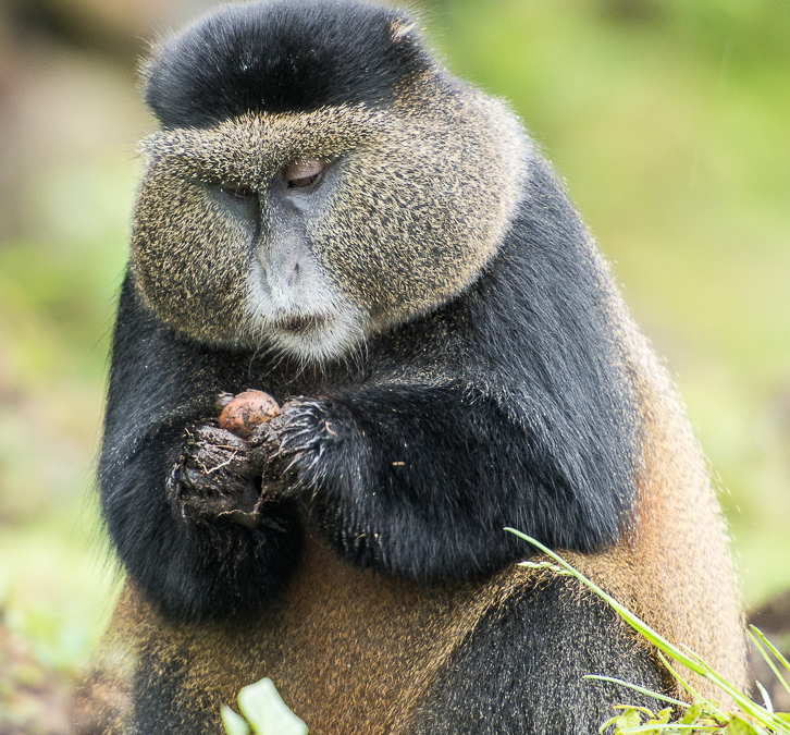 Golden Monkey working on a potato