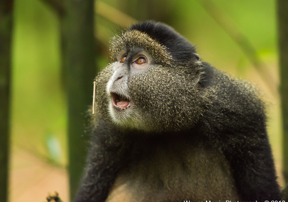 Golden Monkey in Volcanoes National Park