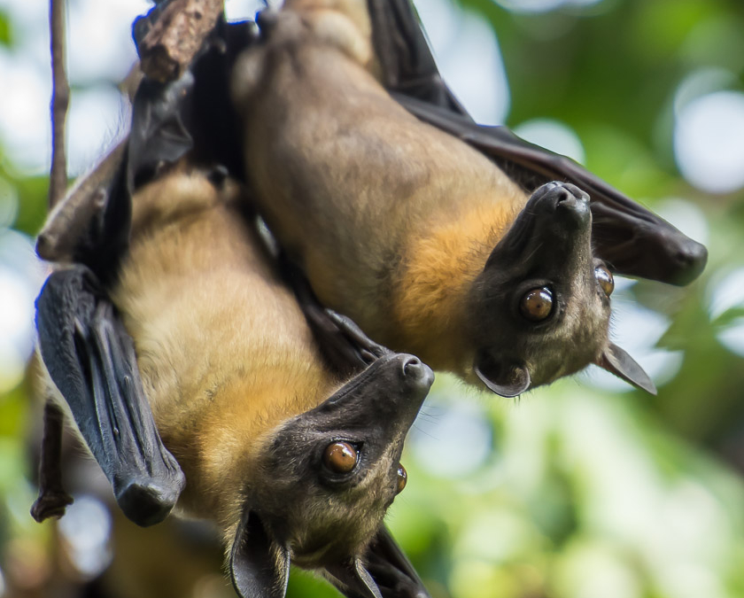 Fruit Bats on Napoleon Island in Lake Kivu