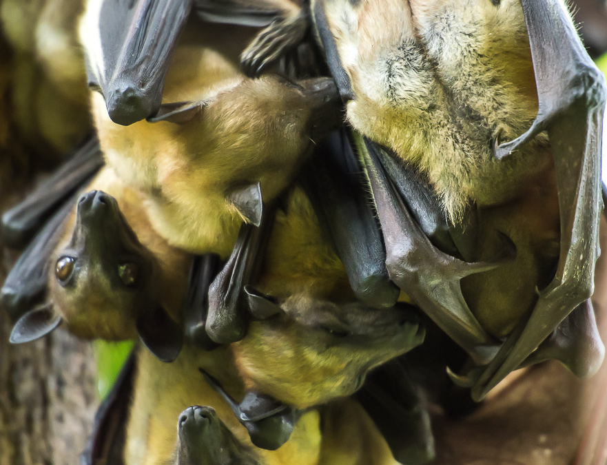 Fruit bats of Napoleon Island