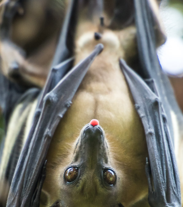 Fruit Bat on Napoleon Island in Lake Kivu