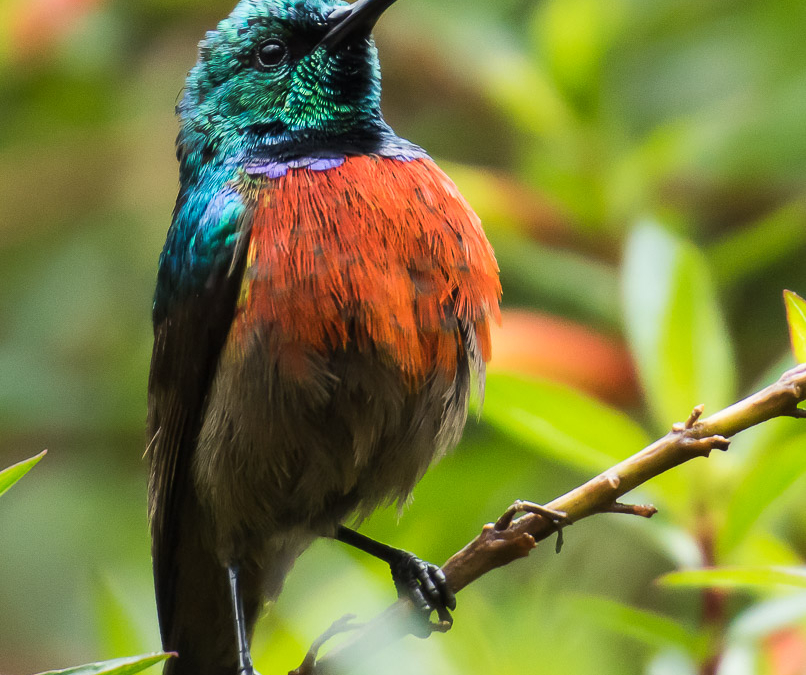 Ruwenzori Double-collared Sunbird