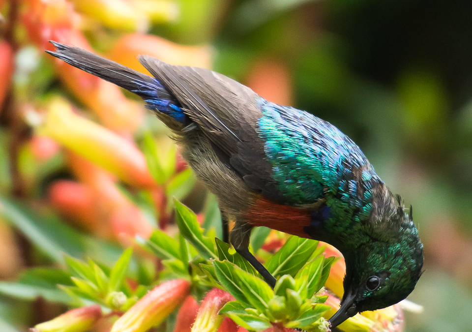 Ruwenzori Double-collared Sunbird