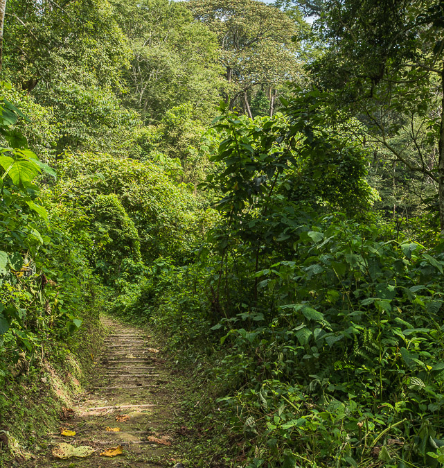 Nyungwe Forest National Park