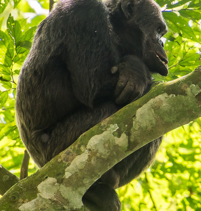 Chimpanzee In Nyungwe Forest National Park