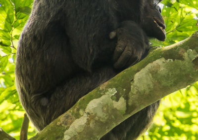 Chimpanzee In Nyungwe Forest National Park