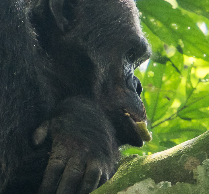 Chimpanzee In Nyungwe Forest National Park