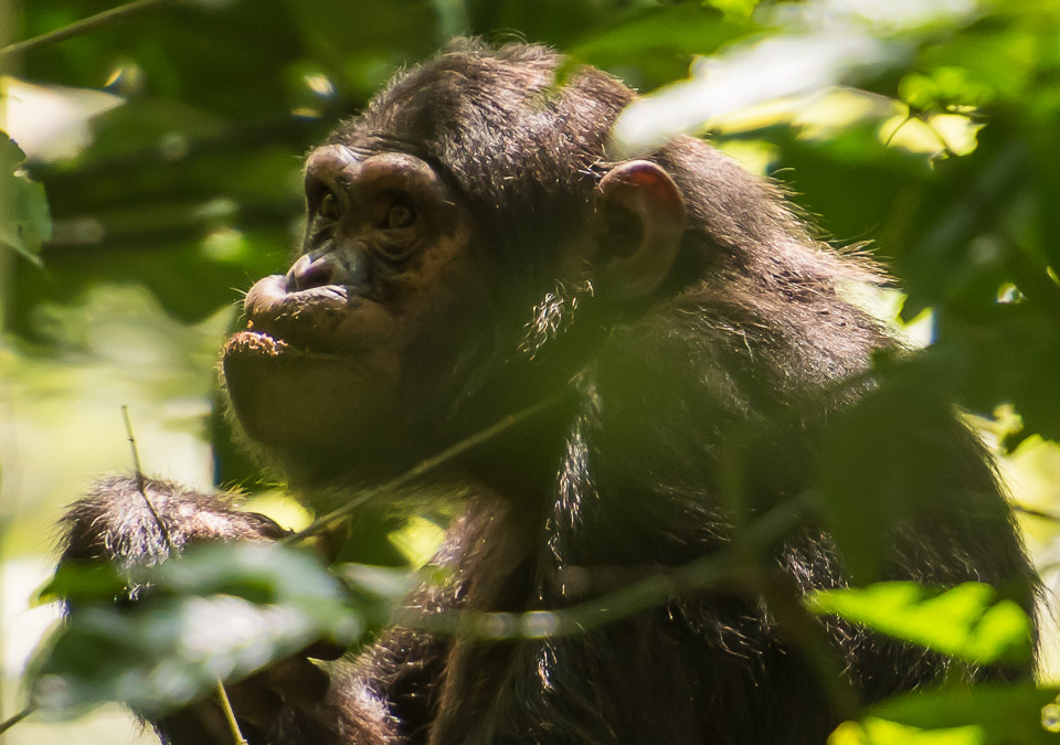 Chimpanzee In Nyungwe Forest National Park