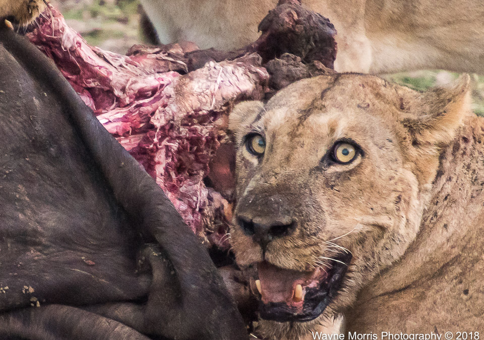 Lioness devouring a recent buffalo kill