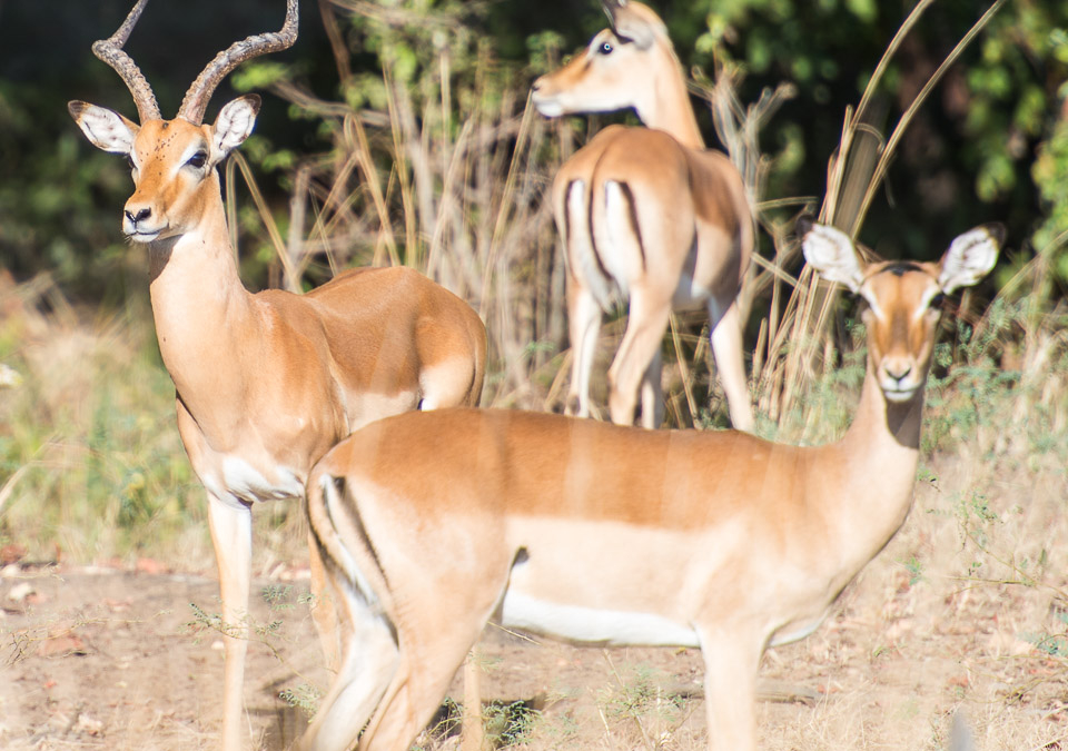 Impala’s